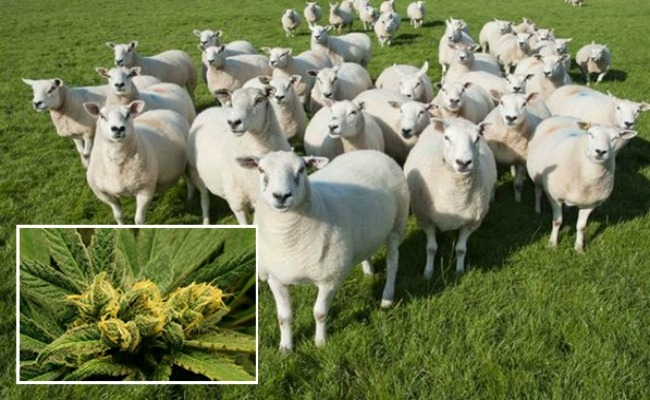 ΚΑΛΑΜΑΤΑ: Πρόβατα βόσκησαν 200 κιλά χασίς!