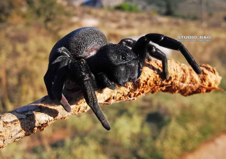 Σπάνια αράχνη πασχαλίτσα εντοπίσθηκε στο Ναύπλιο