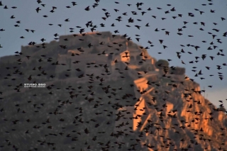 Χιλιάδες ψαρόνια κατακλύζουν τον ουρανό στο Ναύπλιο (βίντεο)