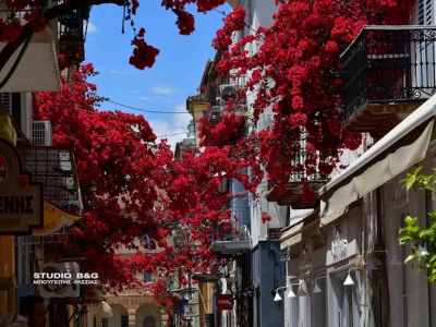 Βουκαμβίλιες: Τα συννεφάκια από άνθη που δίνουν χρώμα στο ρομαντικό Ναύπλιο