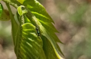 Ανακοίνωση του Δήμου Βόρειας Κυνουρίας για τη σφήκα της καστανιάς