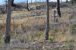 10 χρόνια μετά την καταστροφική πυρκαγιά στον Πάρνωνα, το δάσος μαύρης πεύκης καλύπτει ξανά τις πλαγιές του