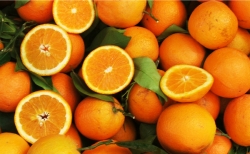 Μοιράστηκαν πορτοκάλια στους μαθητές της Τρίπολης