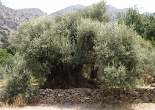 Μνημειακές ελιές στην Κρήτη και Πρωτοβουλία &quot;75UN-75Trees UNAI SDG7&quot;