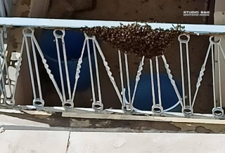 Τρομοκρατήθηκαν ένοικοι σε οικία στο Ναύπλιο - Ολόκληρο μελίσσι εγκαταστάθηκε στο μπαλκόνι τους (βίντεο)