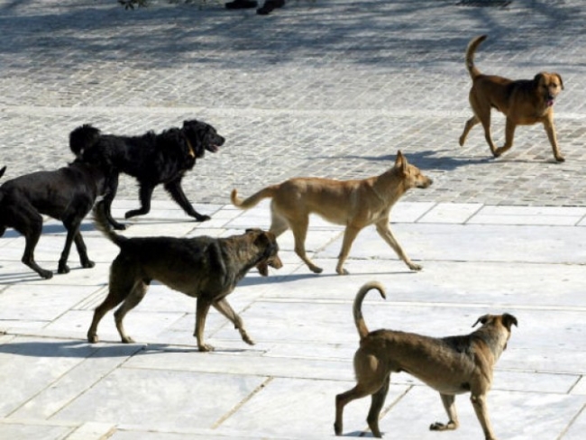 Δημοπρασία από το Δήμο Τρίπολης για καταφύγιο αδέσποτων ζώων