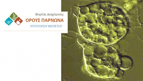 Παρουσία του μύκητα Batrachochytrium dendrobatidis στην Ελλάδα