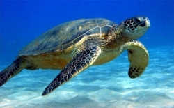 Eνημερωτική καμπάνια για την θανάτωση των θαλασσίων χελωνών
