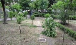 Ασυνείδητος έσπασε δέντρο στο πάρκο έξω από το Πνευματικό Κέντρο Τρίπολης.