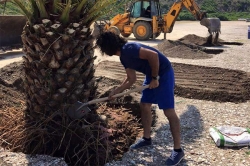 Ναύπλιο: Ολοκληρώθηκε η μεταφύτευση των φοινικόδεντρων στην παραλία Αγίου Νικολάου