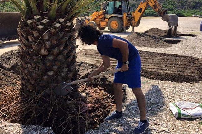 Ναύπλιο: Ολοκληρώθηκε η μεταφύτευση των φοινικόδεντρων στην παραλία Αγίου Νικολάου