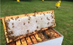 Ανακοίνωση της Περιφέρειας για την προστασία των μελισσών