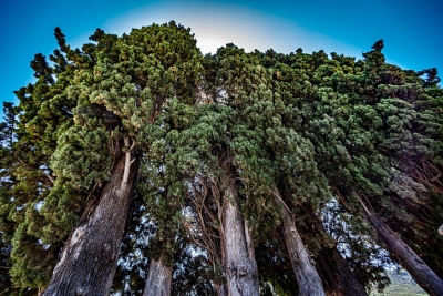«Τα Δέντρα Μιλούν»: Πανελλήνιος μαθητικός διαγωνισμός για τα υπεραιωνόβια δέντρα της Πελοποννήσου