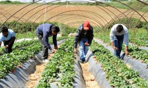 Προϋποθέσεις για παράταση της ισχύος των αδειών εργασίας πολιτών τρίτων χωρών στην αγροτική οικονομία