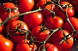 Ελληνοποιήσεις ντομάτας από Αλβανία και Σκόπια καταγγέλλει ο Αγροτικός σύλλογος Φιλιατρών