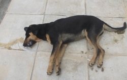 Μαζικές θανατώσεις ζώων στο Δήμο Τρίπολης - Βρέθηκε σκυλί σε σε λάκκο με μπάζα