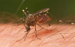 Αεροψεκασμός για την καταπολέμηση των κουνουπιών
