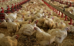 Προσοχή αλλά όχι ανησυχία για τα κρούσματα της γρίπης των πτηνών στην Αρκαδία