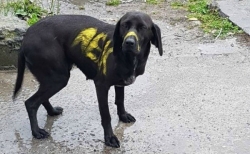 H AEK θέλει να υιοθετήσει τη σκυλίτσα που έβαψαν οπαδοί της στη Μεγαλόπολη