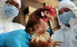 Κρούσμα γρίπης των πτηνών και στο Δήμο Τρίπολης