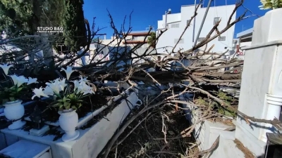 Μεγάλες ζημιές σε μνήματα στο κοιμητήριο του Άργους από πτώσεις δέντρων (vid)
