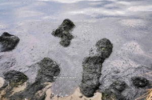 Τρομοκρατήθηκαν στο Ναύπλιο από παχύρρευστη ουσία που κατέκλυσε παραλία (video - pics)