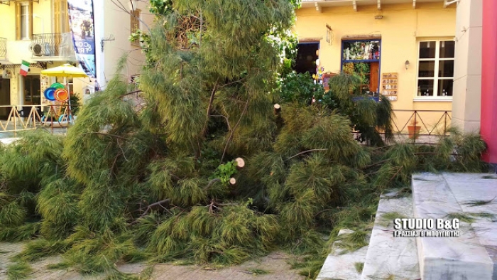 Έπεσε δέντρο στην πλατεία Συντάγματος στο Ναύπλιο (pics)