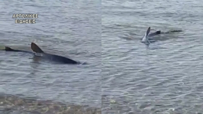 Καρχαρίας εμφανίστηκε στην παραλία Καραθώνας στο Ναύπλιο (βίντεο)