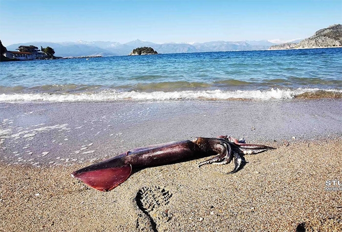 Κι άλλο γιγάντιο καλαμάρι σε παραλία του Ναυπλίου - Τι ακριβώς συμβαίνει;