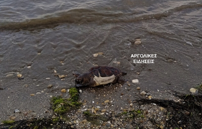 Αργολίδα: Θαλάσσια χελώνα ξεβράστηκε νεκρή στην παραλία της Νέας Κίου
