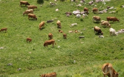 Έκτακτο ΔΣ της ΕΝΠΕ για την κατανομή των βοσκοτόπων στους κτηνοτρόφους της χώρας