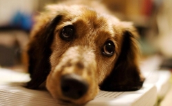Μήνυση σε Αντιδήμαρχο της Τρίπολης για σκυλί που... είδε εφιάλτη εξαιτίας του!