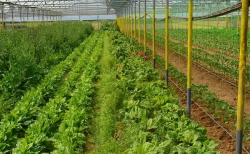 Βιολογική καλλιέργεια στην Πελοπόννησο - Η παρέμβαση στον Υπουργό