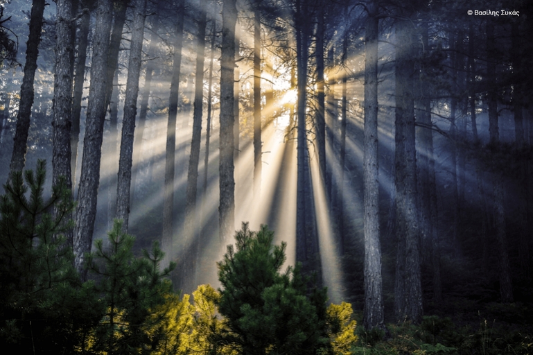 Βασίλης Συκάς