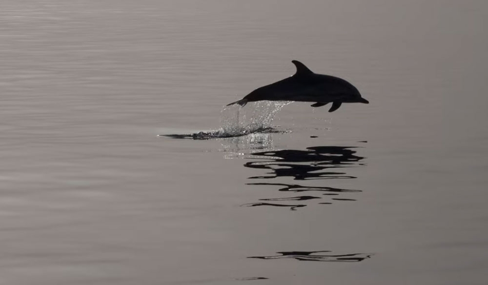 Pelagos Cetacean Research Institute