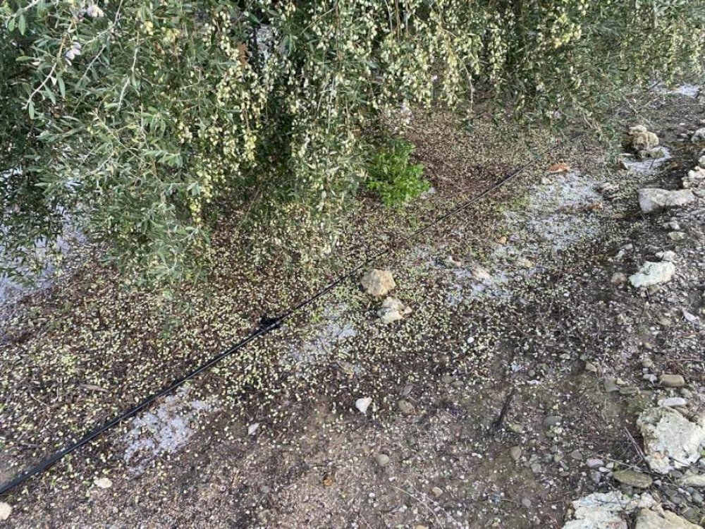 zimies-se-elaiokalliergeies-apo-chalazoptosi-se-methoni-kai-kainourgio-chorio