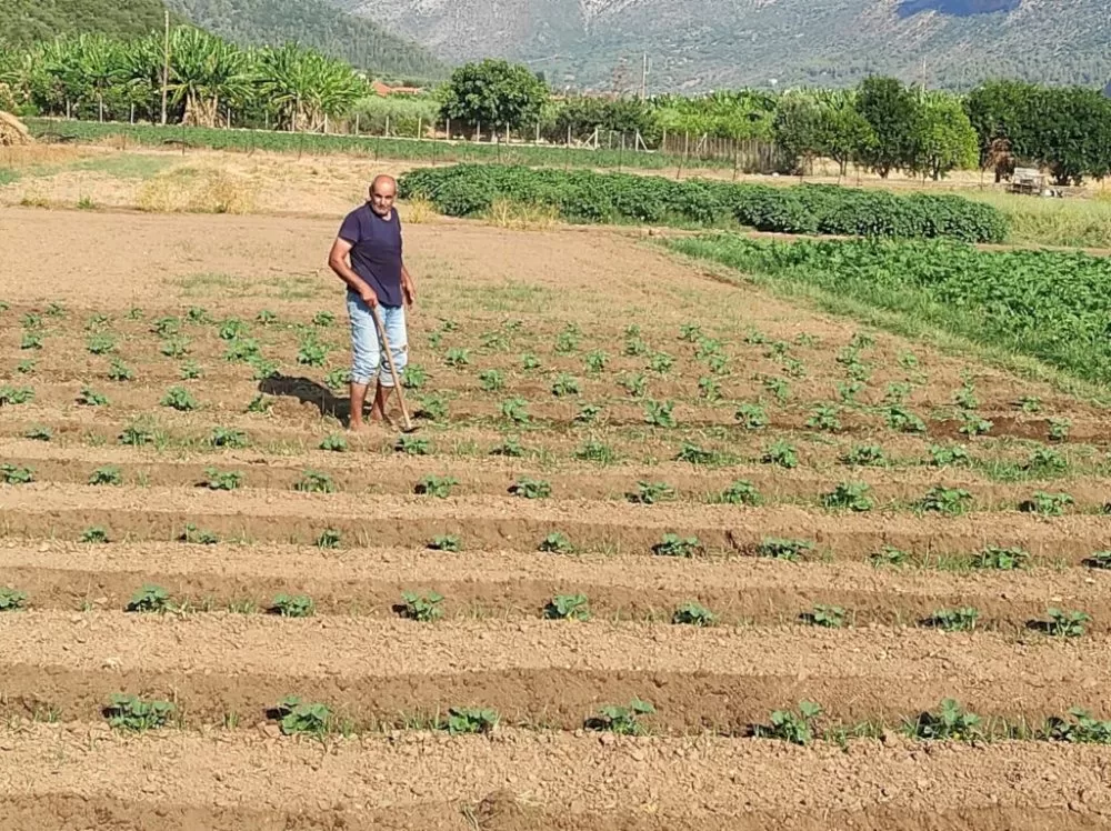 dimitris:-o-anthropos-pou-dinei-zoi-sti-gi-tou-leonidiou-/-laiki-agora-leonidiou-–-leonidio-farmer’s-market.
