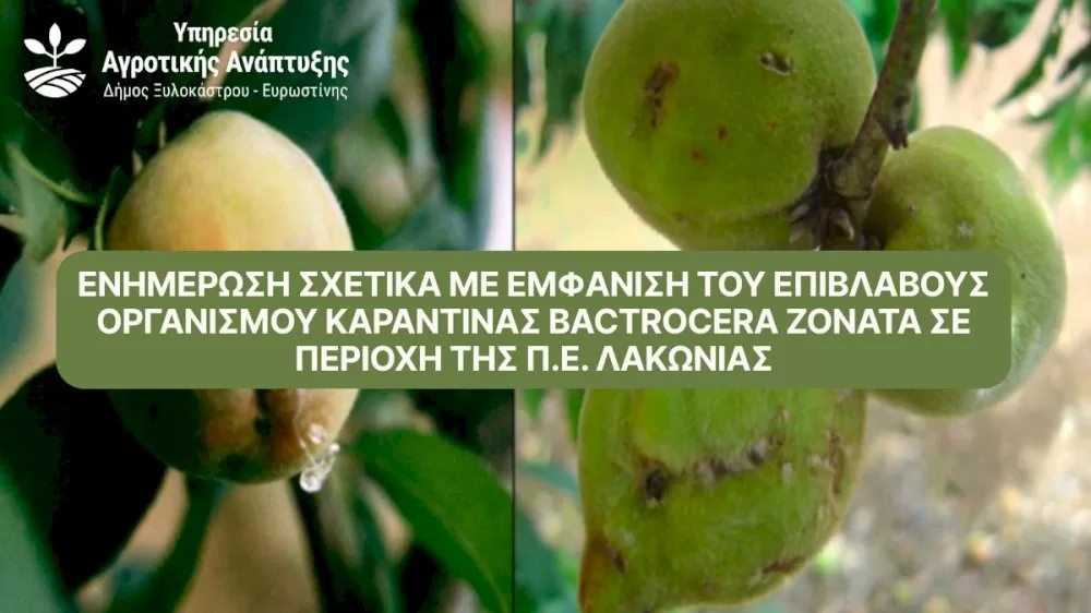 enimerosi-schetika-me-emfanisi-tou-epivlavous-organismou-karantinas-bactrocera-zonata-se-periochi-tis-pe.-lakonias