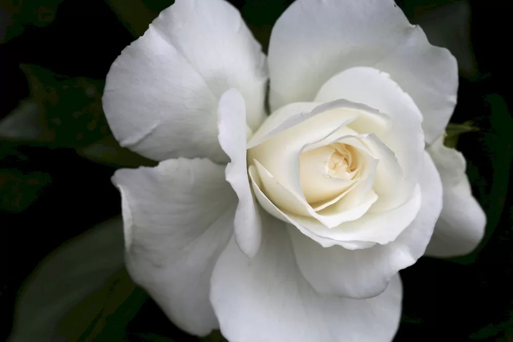 psifisma-tou-dimotikou-symvouliou-anatolikis-manis-gia-ton-thanato-tou-proedrou-tis-koinotitas-gerolimena,-nikolaou-papadogkona