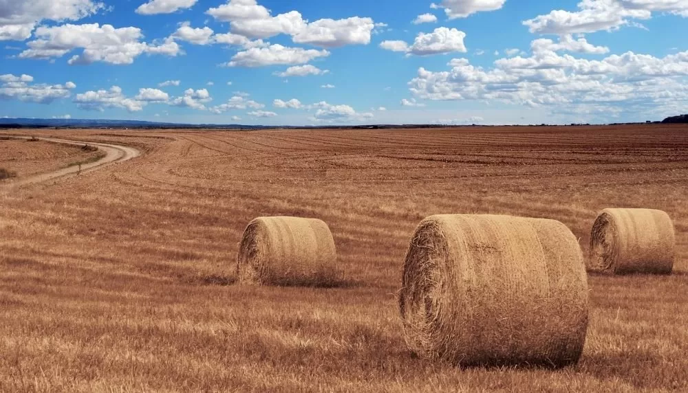 nea-enischymeni-stiriksi-ton-ktinotrofon-me-50%-afksisi-tis-apozimiosis-gia-zootrofes