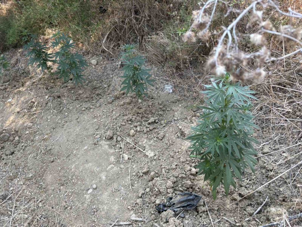 Σύλληψη 46χρονου για καλλιέργεια και διακίνηση κάνναβης στη Μεσσηνία